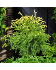 Cryptomeria japonica 'Sekkan'