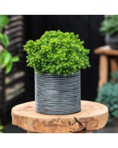 Cryptomeria japonica 'Vilmoriniana'