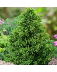Cryptomeria japonica 'Yokohama'