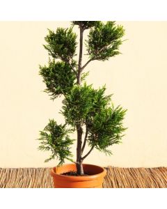 Cupressocyparis leylandii 'Castlewellan'