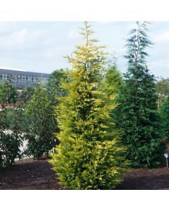 Cupressocyparis leylandii 'Gold Rider'