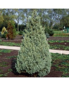 Cupressus arizonica 'Glauca'