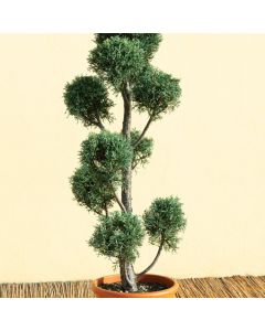 Cupressus arizonica 'Fastigiata'
