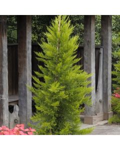 Cupressus sempervirens