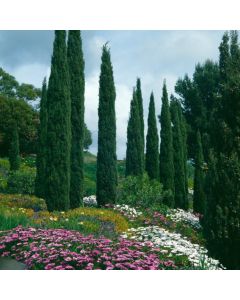 Cupressus sempervirens 'Stricta'