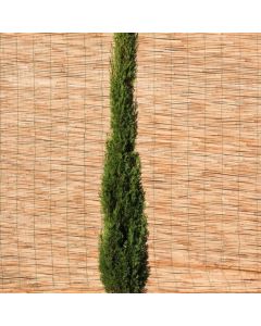 Cupressus sempervirens 'Totem'