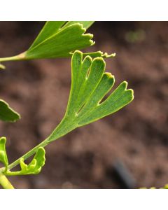 Ginkgo biloba 'Tubifolia'