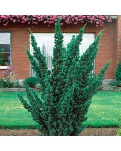 Juniperus chinensis 'Blaauw'