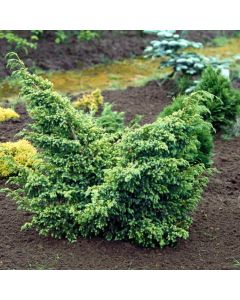 Juniperus chinensis 'Blue Alps'