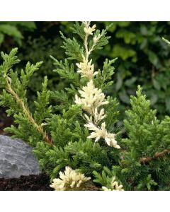 Juniperus chinensis 'Expansa Variegata'