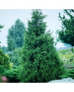 Juniperus chinensis 'Keteleeri'