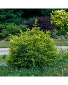 Juniperus chinensis 'Kuriwao Gold'