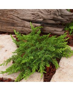 Juniperus communis 'Green Carpet'