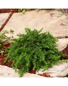 Juniperus communis 'Greenmantle'