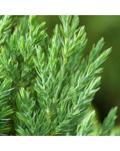 Juniperus communis 'Hibernica'