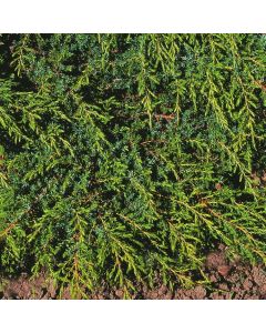 Juniperus communis 'Hornibrookii'