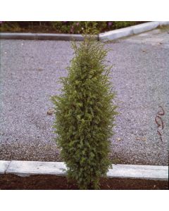 Juniperus communis 'Suecica'
