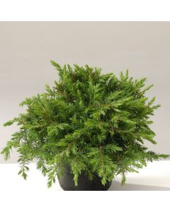 Juniperus conferta 'Schlager'