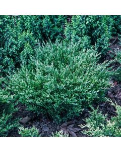 Juniperus horizontalis 'Andorra Compact'