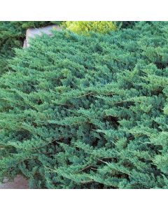 Juniperus horizontalis 'Blue Chip'