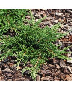 Juniperus horizontalis 'Prince of Wales'