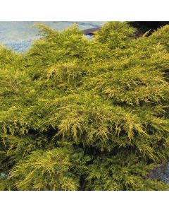 Juniperus pfitzeriana 'Gold Coast'