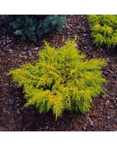 Juniperus pfitzeriana 'Gold Star'