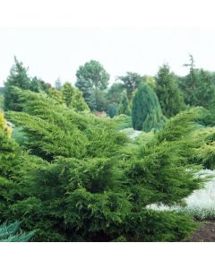 Juniperus pfitzeriana 'Mint Julep'