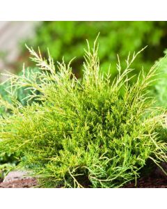 Juniperus pfitzeriana 'Old Gold'