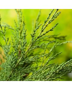Juniperus pfitzeriana 'Wilhelm Pfitzer'
