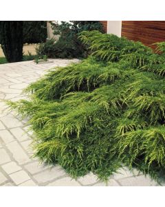 Juniperus pfitzeriana 'Pfitzeriana Aurea'