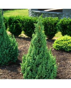 Juniperus pingii 'Loderi'
