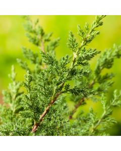 Juniperus procumbens 'Nana'