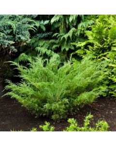Juniperus sabina