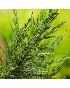 Juniperus sabina 'Tamariscifolia'