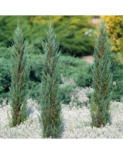 Juniperus scopulorum 'Blue Arrow'