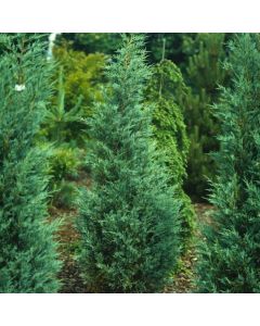 Juniperus scopulorum 'Moonglow'