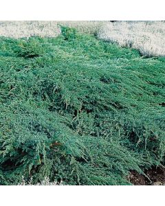 Juniperus squamata 'Blue Carpet'