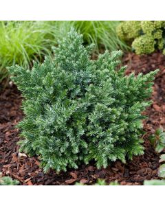 Juniperus squamata 'Blue Star'