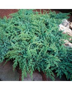 Juniperus squamata 'Hunnetorp'