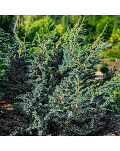 Juniperus squamata 'Meyeri'