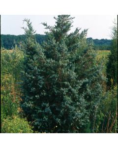 Juniperus virginiana