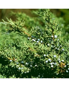 Juniperus virginiana 'Grey Owl'