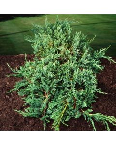 Juniperus virginiana 'Hetz'