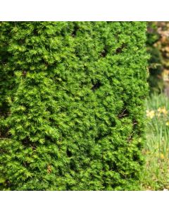 Larix decidua