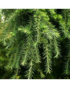 Larix decidua 'Little Bogle'