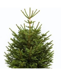 Picea abies