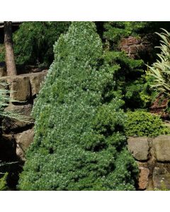 Picea glauca 'Sander's Blue'