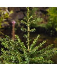 Picea omorika