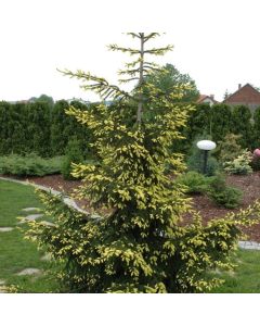 Picea orientalis 'Aureospicata'